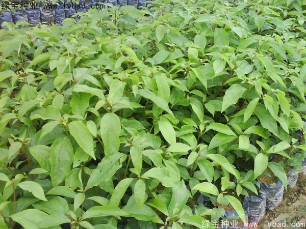 木荷<a href='http://njszjj.com/' target='_blank'>種子</a>