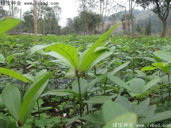 <a href='http://njszjj.com/linmuzhongzi/2266.html' target='_blank'>楠木種子</a>