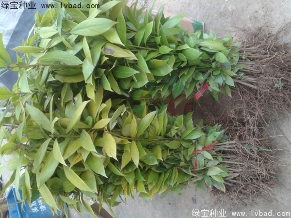 <a href='http://njszjj.com/linmuzhongzi/2266.html' target='_blank'>楠木種子</a>