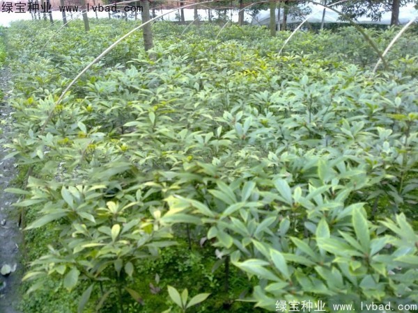 楠木<a href='http://njszjj.com/' target='_blank'>種子</a>