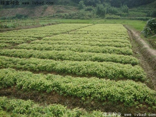 <a href='http://njszjj.com/linmuzhongzi/2266.html' target='_blank'>楠木</a><a href='http://njszjj.com/' target='_blank'>種子</a>
