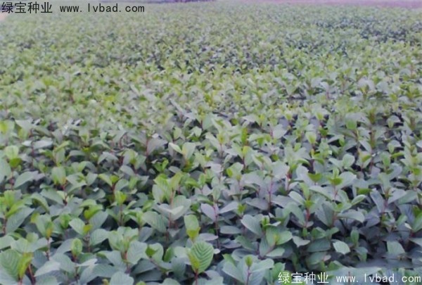 <a href='http://njszjj.com/linmuzhongzi/2268.html' target='_blank'>榿木</a><a href='http://njszjj.com/' target='_blank'>種子</a>