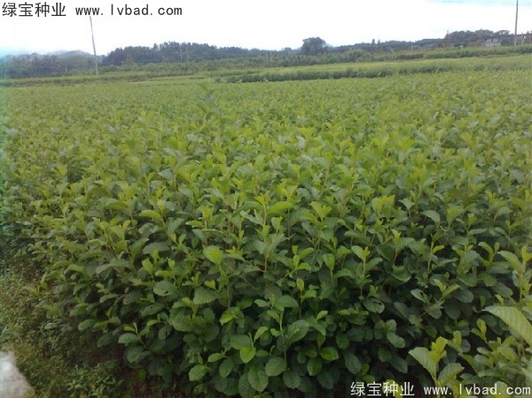 榿木<a href='http://njszjj.com/' target='_blank'>種子</a>
