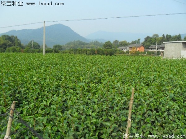 榿木<a href='http://njszjj.com/' target='_blank'>種子</a>