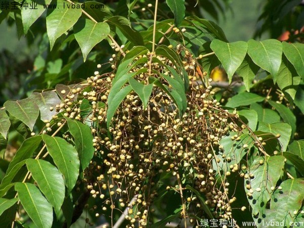 <a href='http://njszjj.com/linmuzhongzi/2269.html' target='_blank'>漆樹(shù)</a><a href='http://njszjj.com/' target='_blank'>種子</a>