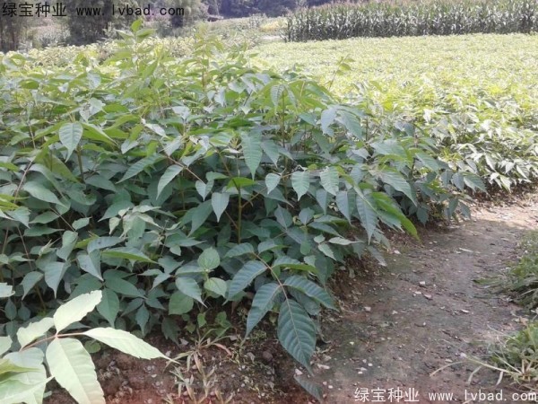 <a href='http://njszjj.com/linmuzhongzi/2269.html' target='_blank'>漆樹(shù)種子</a>