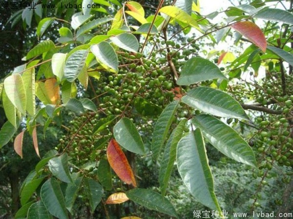 漆樹(shù)<a href='http://njszjj.com/' target='_blank'>種子</a>