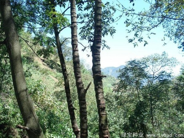 漆樹(shù)<a href='http://njszjj.com/' target='_blank'>種子</a>