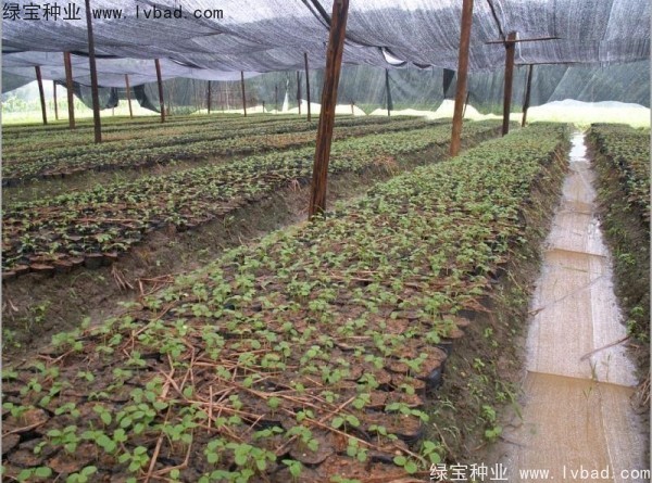 秋楓<a href='http://njszjj.com/' target='_blank'>種子</a>