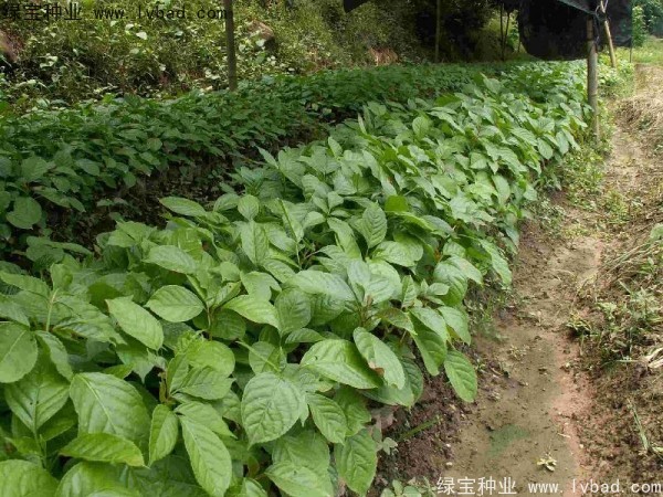 <a href='http://njszjj.com/linmuzhongzi/2270.html' target='_blank'>秋楓種子</a>