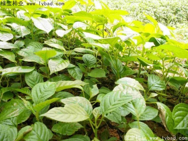 <a href='http://njszjj.com/linmuzhongzi/2270.html' target='_blank'>秋楓種子</a>