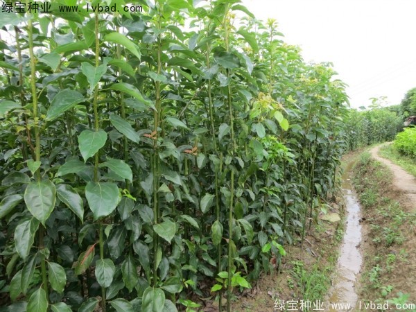 <a href='http://njszjj.com/linmuzhongzi/2270.html' target='_blank'>秋楓</a><a href='http://njszjj.com/' target='_blank'>種子</a>