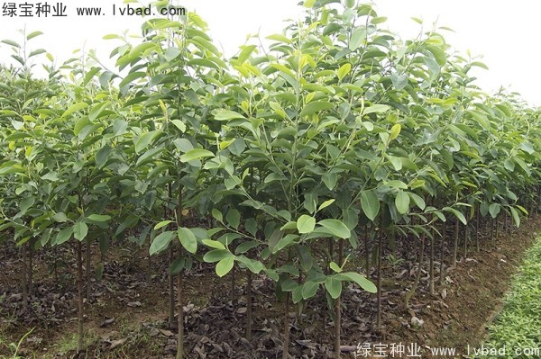 日本<a href='http://njszjj.com/linmuzhongzi/1703.html' target='_blank'>厚樸種子</a>