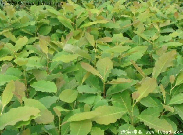 <a href='http://njszjj.com/linmuzhongzi/2271.html' target='_blank'>日本厚樸種子</a>