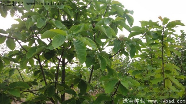 <a href='http://njszjj.com/linmuzhongzi/2271.html' target='_blank'>日本厚樸</a><a href='http://njszjj.com/' target='_blank'>種子</a>