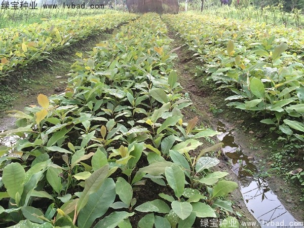 日本<a href='http://njszjj.com/linmuzhongzi/1703.html' target='_blank'>厚樸種子</a>