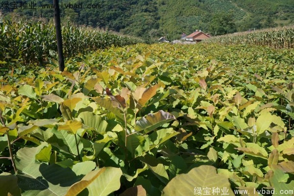 日本<a href='http://njszjj.com/linmuzhongzi/1703.html' target='_blank'>厚樸</a><a href='http://njszjj.com/' target='_blank'>種子</a>