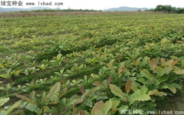 <a href='http://njszjj.com/linmuzhongzi/2271.html' target='_blank'>日本厚樸種子</a>