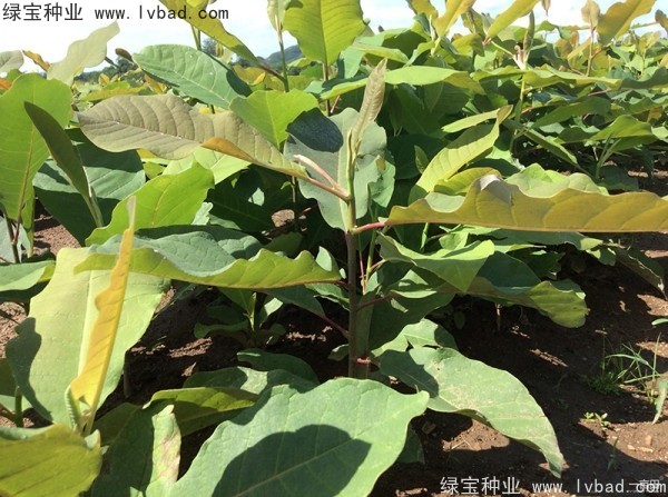 日本<a href='http://njszjj.com/linmuzhongzi/1703.html' target='_blank'>厚樸種子</a>