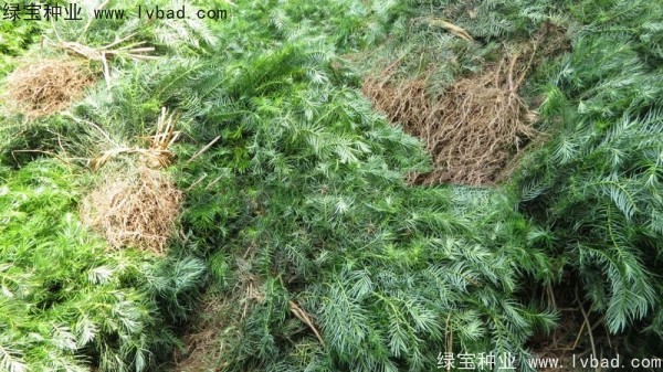 <a href='http://njszjj.com/linmuzhongzi/2272.html' target='_blank'>三尖杉</a><a href='http://njszjj.com/' target='_blank'>種子</a>