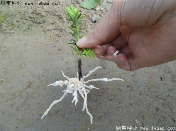 <a href='http://njszjj.com/linmuzhongzi/2272.html' target='_blank'>三尖杉種子</a>