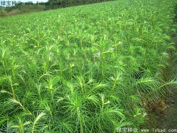 <a href='http://njszjj.com/linmuzhongzi/2274.html' target='_blank'>杉木種子</a>