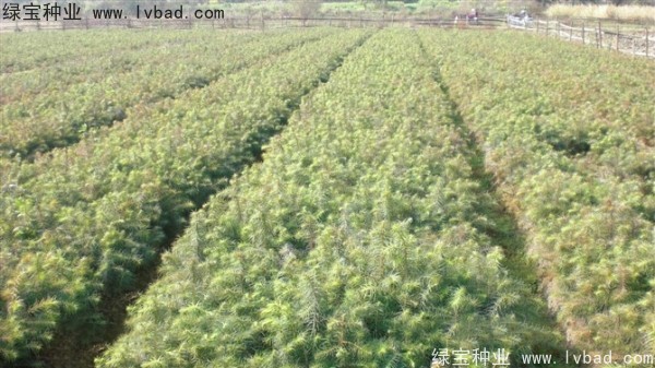 <a href='http://njszjj.com/linmuzhongzi/2274.html' target='_blank'>杉木</a><a href='http://njszjj.com/' target='_blank'>種子</a>