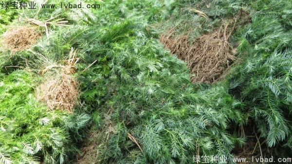<a href='http://njszjj.com/linmuzhongzi/2274.html' target='_blank'>杉木種子</a>