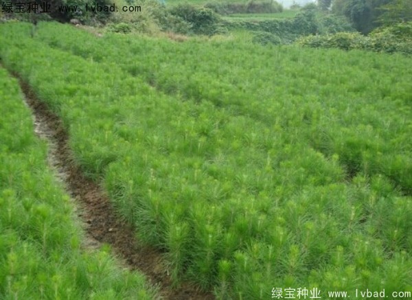 杉木<a href='http://njszjj.com/' target='_blank'>種子</a>