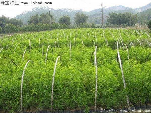 <a href='http://njszjj.com/linmuzhongzi/2275.html' target='_blank'>檀香種子</a> <a href='http://njszjj.com/linmuzhongzi/2275.html' target='_blank'>檀香種子</a>