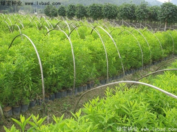 檀香種子 檀香種子