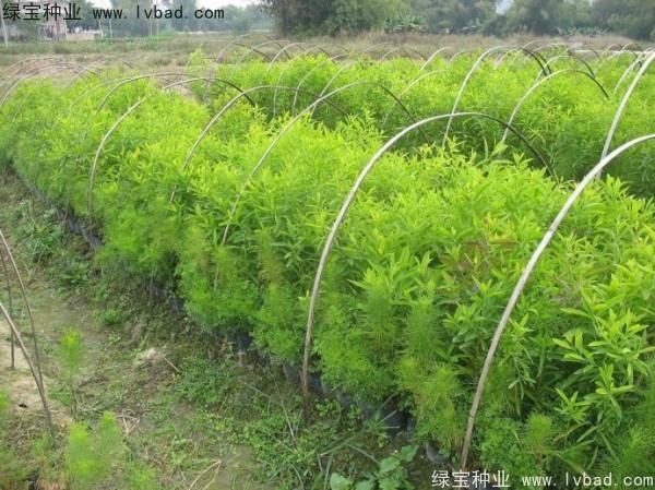 檀香<a href='http://njszjj.com/' target='_blank'>種子</a> 檀香<a href='http://njszjj.com/' target='_blank'>種子</a>