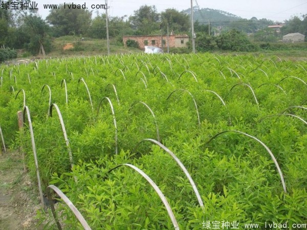 檀香種子 檀香種子