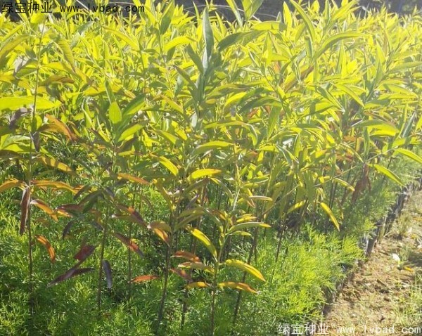 <a href='http://njszjj.com/linmuzhongzi/2275.html' target='_blank'>檀香</a><a href='http://njszjj.com/' target='_blank'>種子</a> 檀香<a href='http://njszjj.com/' target='_blank'>種子</a>