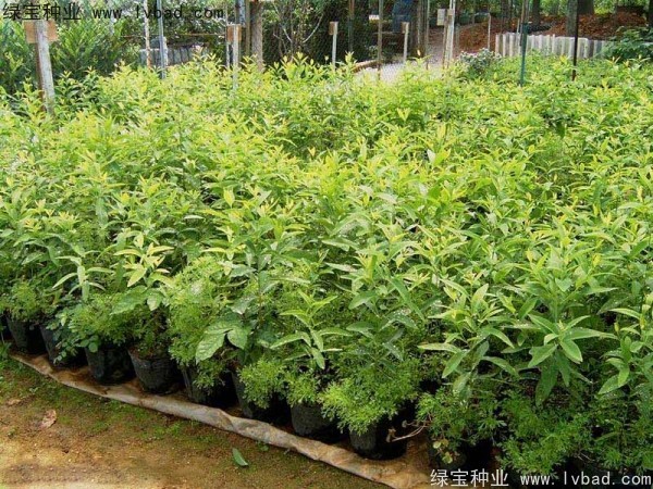 檀香<a href='http://njszjj.com/' target='_blank'>種子</a> 檀香<a href='http://njszjj.com/' target='_blank'>種子</a>