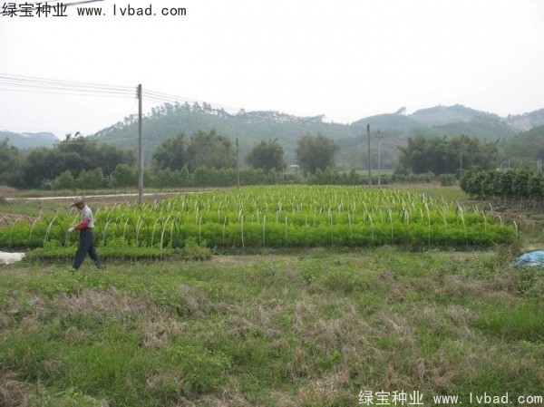 檀香種子 檀香種子