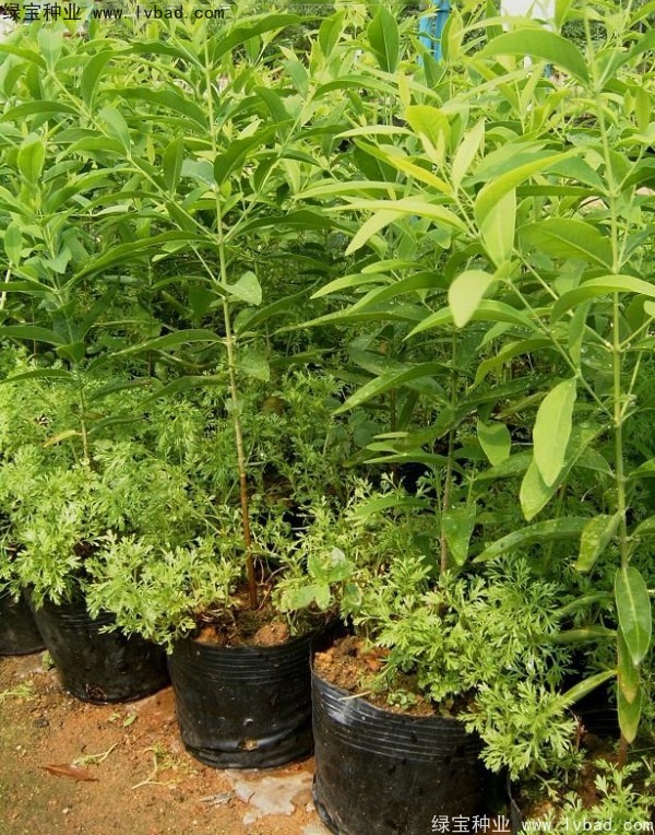 <a href='http://njszjj.com/linmuzhongzi/2275.html' target='_blank'>檀香種子</a> <a href='http://njszjj.com/linmuzhongzi/2275.html' target='_blank'>檀香種子</a>