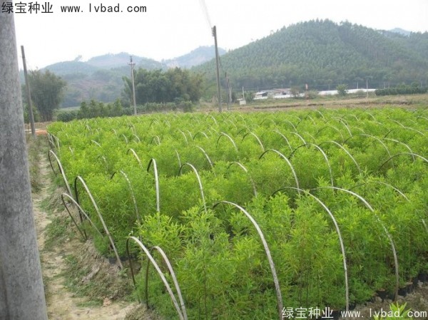 <a href='http://njszjj.com/linmuzhongzi/2275.html' target='_blank'>檀香種子</a> <a href='http://njszjj.com/linmuzhongzi/2275.html' target='_blank'>檀香種子</a>