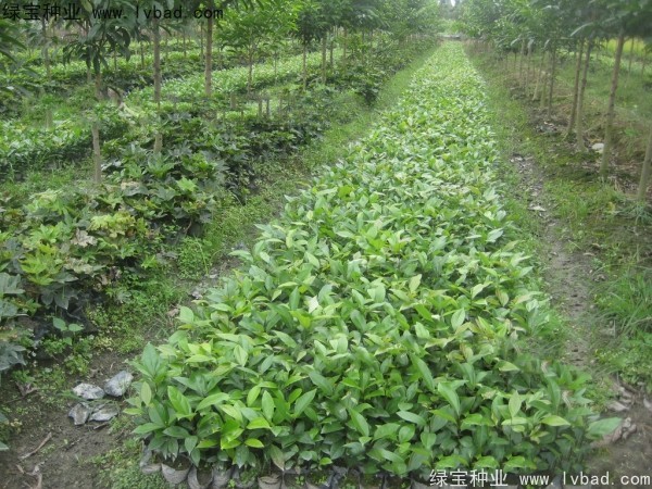 <a href='http://njszjj.com/linmuzhongzi/2276.html' target='_blank'>天竺桂</a><a href='http://njszjj.com/' target='_blank'>種子</a>