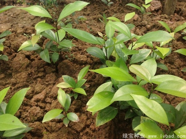 <a href='http://njszjj.com/linmuzhongzi/2276.html' target='_blank'>天竺桂種子</a>