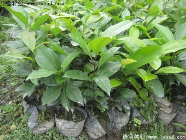 天竺桂<a href='http://njszjj.com/' target='_blank'>種子</a>