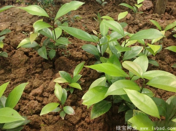 <a href='http://njszjj.com/linmuzhongzi/2276.html' target='_blank'>天竺桂種子</a>