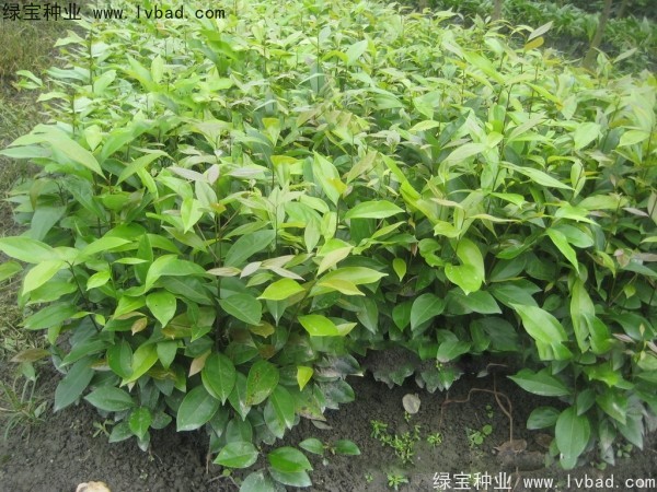 <a href='http://njszjj.com/linmuzhongzi/2276.html' target='_blank'>天竺桂種子</a>