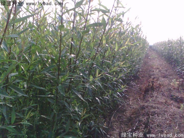 <a href='http://njszjj.com/linmuzhongzi/2277.html' target='_blank'>銅錢樹種子</a>