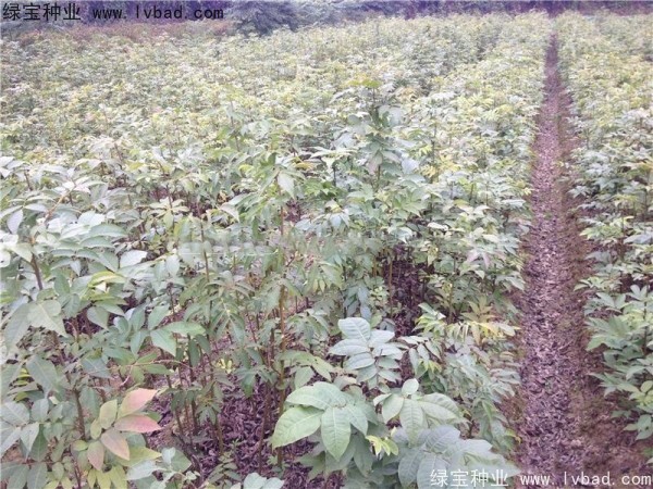 <a href='http://njszjj.com/linmuzhongzi/2277.html' target='_blank'>銅錢樹種子</a>