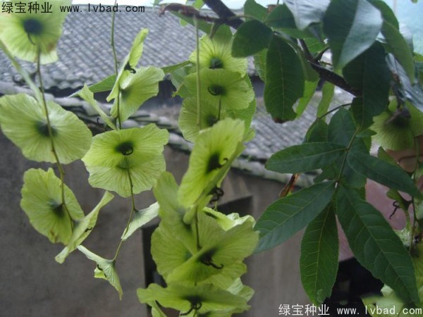 銅錢樹<a href='http://njszjj.com/' target='_blank'>種子</a>
