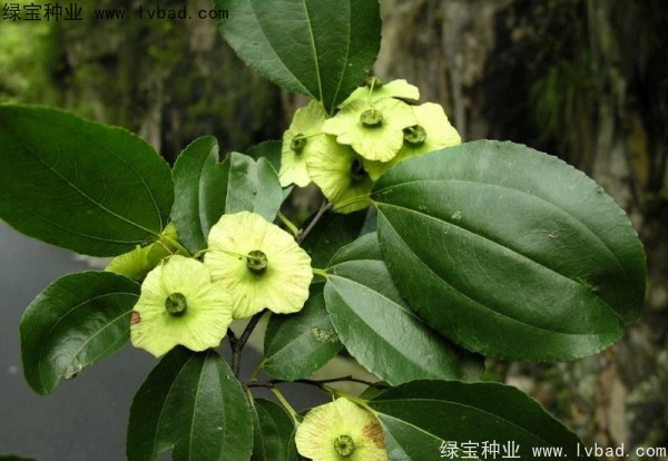 <a href='http://njszjj.com/linmuzhongzi/2277.html' target='_blank'>銅錢樹種子</a>