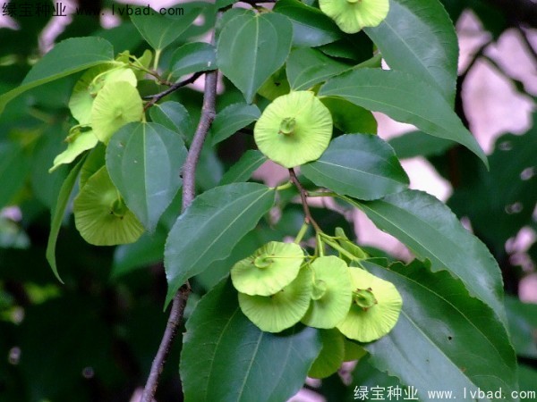 銅錢樹<a href='http://njszjj.com/' target='_blank'>種子</a>