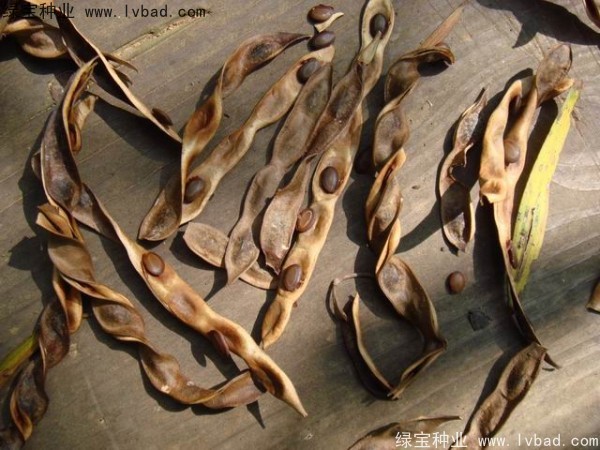 <a href='http://njszjj.com/linmuzhongzi/2278.html' target='_blank'>相思樹種子</a>