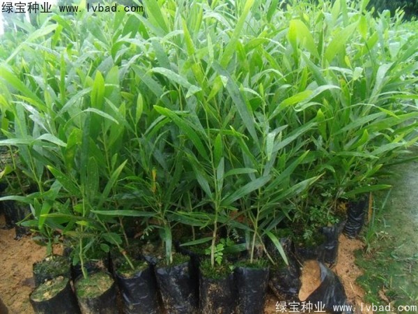 <a href='http://njszjj.com/linmuzhongzi/2278.html' target='_blank'>相思樹種子</a>